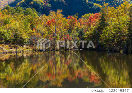 秋の信州長野　紅葉の乗鞍高原　まいめの池 122649347