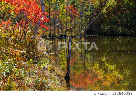 秋の信州長野　紅葉の乗鞍高原　まいめの池 122649352