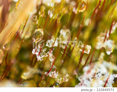 溶けた雪が苔の芽に水滴を作る12 溶けた雪が苔の芽に水滴を作る12 122649573