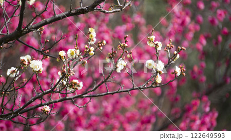 梅の花のある風景 122649593