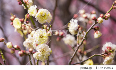 白い梅の花 122649603