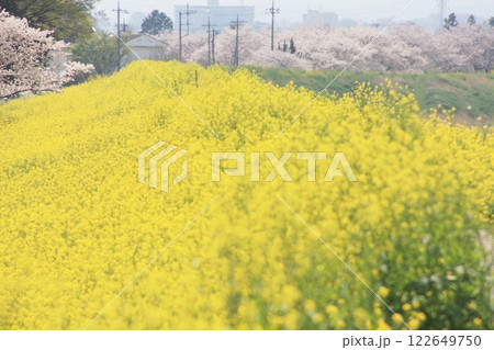 菜の花と桜のコラボレーション(2023.3.30) 関東地方で味わえる のどかな春の一日 菜の花畑 122649750
