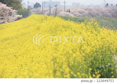 菜の花と桜のコラボレーション(2023.3.30) のどかな春の一日をゆったりと味わえる菜の花畑 122649751