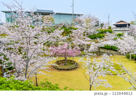 尾道 桜満開の千光寺公園 122649812