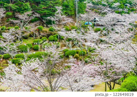 尾道 桜満開の千光寺公園 尾道 桜満開の千光寺公園 122649819