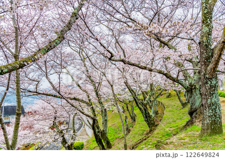 尾道 桜満開の千光寺公園 尾道 桜満開の千光寺公園 122649824
