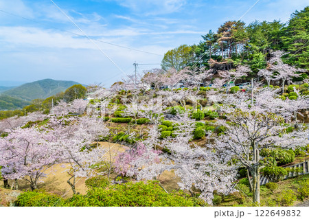 尾道 桜満開の千光寺公園 尾道 桜満開の千光寺公園 122649832