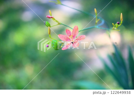 ヒオウギの花 122649938