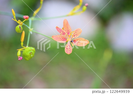 ヒオウギの花 122649939