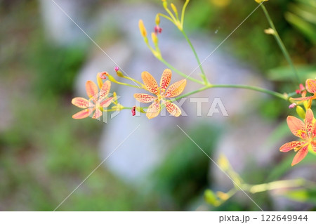 ヒオウギの花 122649944