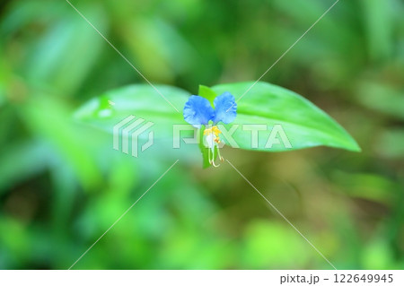 可愛い　ツユクサの花 122649945