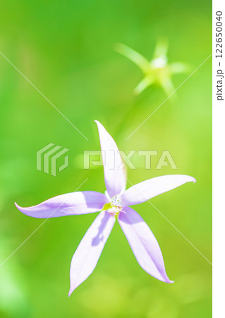 家の周りの草花 四季の色々 公園の花壇に星形の小さな紫の星アザミが咲いています 家の周りの草花 四季の色々 公園の花壇に星形の小さな紫の星アザミが咲いています 122650040