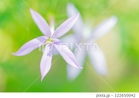 家の周りの草花 四季の色々 公園の花壇に星形の小さな紫の星アザミが咲いています 家の周りの草花 四季の色々 公園の花壇に星形の小さな紫の星アザミが咲いています 122650042
