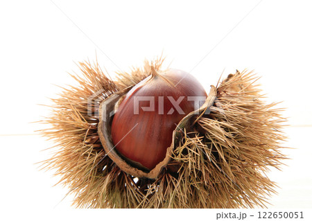 いがぐり 122650051