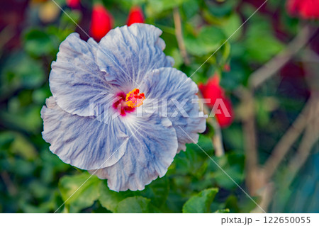 家の周りの草花　四季の色々　色鮮やかな南国の花ハイビスカスが咲きました 122650055