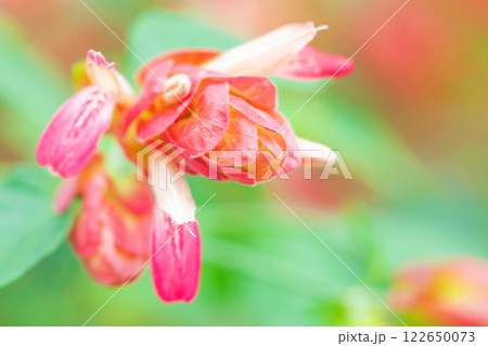 家の周りの草花 四季の色々 色鮮やかな南国の花ペロペロネが咲きました 家の周りの草花 四季の色々 色鮮やかな南国の花ペロペロネが咲きました 122650073