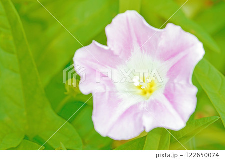 家の周りの草花 四季の色々 真夏の太陽に輝く 美しい可憐な花びら 紫色の花ヒルガオが咲いています 家の周りの草花 四季の色々 真夏の太陽に輝く 美しい可憐な花びら 紫色の花ヒルガオが咲いています 122650074
