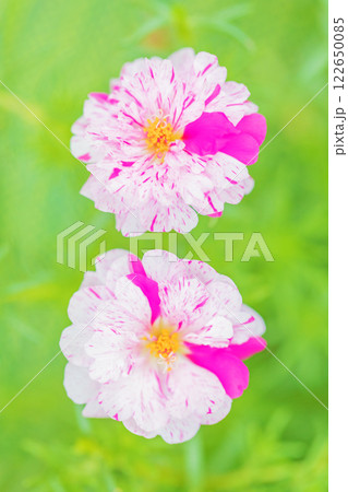 家の周りの草花 四季の色々 美しい彩の小花 松葉ボタンが花壇の周りを縁取っています 家の周りの草花 四季の色々 美しい彩の小花 松葉ボタンが花壇の周りを縁取っています 122650085