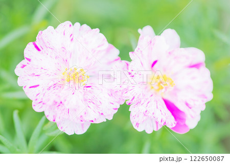 家の周りの草花　四季の色々　美しい彩の小花　松葉ボタンが花壇の周りを縁取っています 122650087