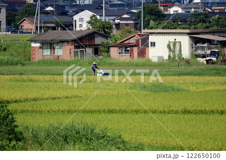 胸躍る実りの秋を迎え、稲刈りが進む 胸躍る実りの秋を迎え、稲刈りが進む 122650100