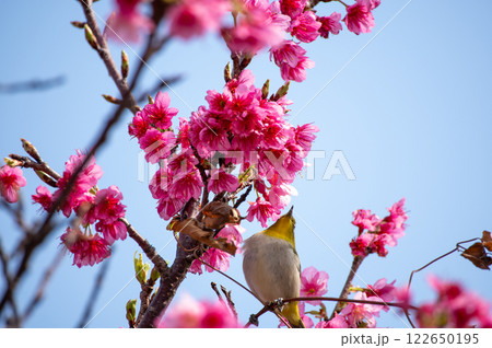 緋寒桜とメジロ 122650195