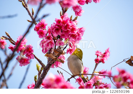 緋寒桜とメジロ 122650196