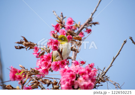 緋寒桜とメジロ 122650225