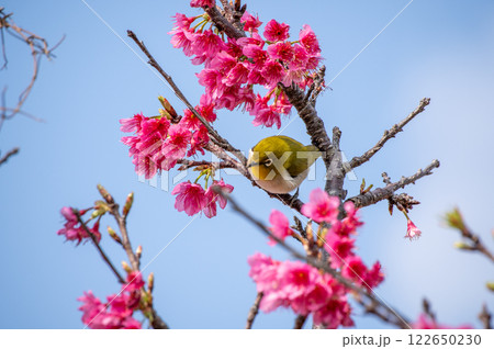 緋寒桜とメジロ 緋寒桜とメジロ 122650230