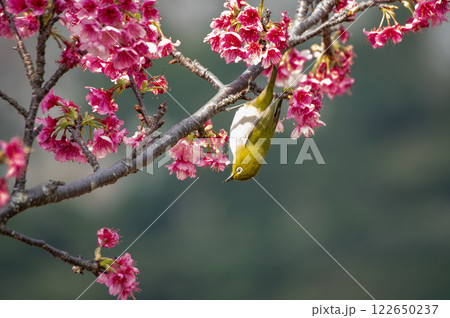 緋寒桜とメジロ 122650237