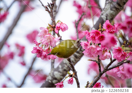 緋寒桜とメジロ 緋寒桜とメジロ 122650238
