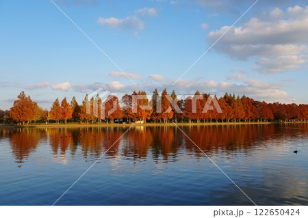 水元公園の小合溜とメタセコイヤの紅葉 122650424