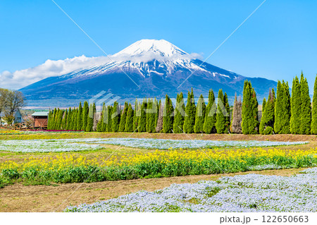 富士山とネモフィラ　～山中湖花の都公園～ 122650663