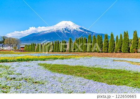 富士山とネモフィラ　～山中湖花の都公園～ 122650665