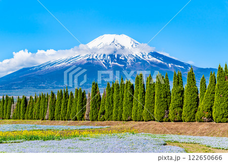 富士山とネモフィラ ~山中湖花の都公園~ 富士山とネモフィラ ~山中湖花の都公園~ 122650666