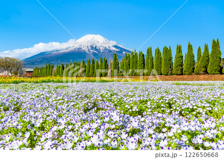 富士山とネモフィラ ~山中湖花の都公園~ 富士山とネモフィラ ~山中湖花の都公園~ 122650668