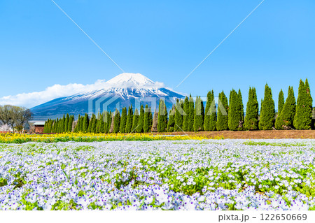 富士山とネモフィラ　～山中湖花の都公園～ 122650669