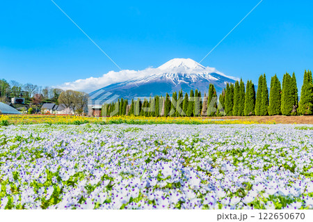 富士山とネモフィラ ~山中湖花の都公園~ 富士山とネモフィラ ~山中湖花の都公園~ 122650670