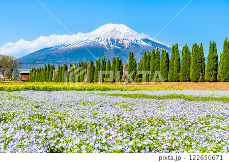 富士山とネモフィラ　～山中湖花の都公園～ 122650671
