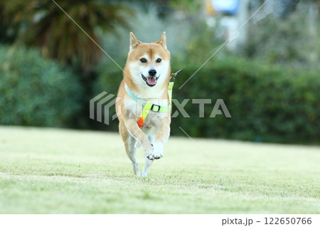 芝生で遊ぶ柴犬 122650766
