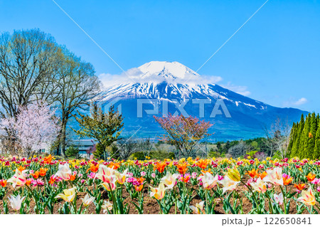 富士山と花畑　～山中湖花の都公園～ 122650841