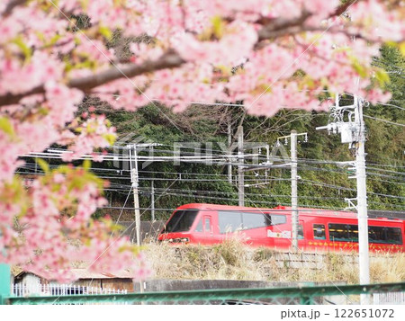 小室桜とキンメ電車 122651072