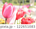 きれいな赤いチューリップ 122651083