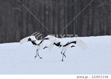 丹頂鶴・助走 丹頂鶴・助走 122651148