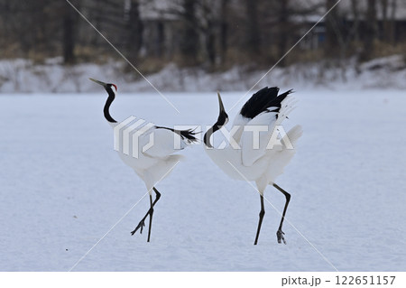 丹頂鶴・着地 122651157