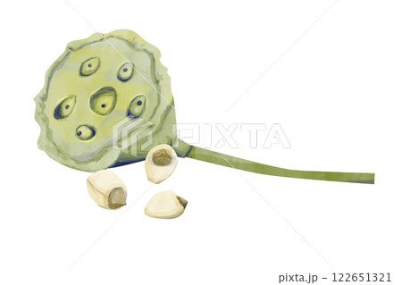 Watercolor Lotus Plant Parts: Seed Pod with Three Seeds, Illustration Composition for Web, Print, Textile, Product and Advertising Watercolor Lotus Plant Parts: Seed Pod with Three Seeds, Illustration Composition for Web, Print, Textile, Product and Advertising 122651321
