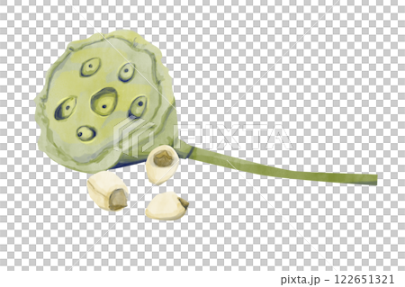 Watercolor Lotus Plant Parts: Seed Pod with Three Seeds, Illustration Composition for Web, Print, Textile, Product and Advertising Watercolor Lotus Plant Parts: Seed Pod with Three Seeds, Illustration Composition for Web, Print, Textile, Product and Advertising 122651321