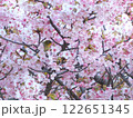 満開の桜の花の蜜を吸うメジロ 122651345