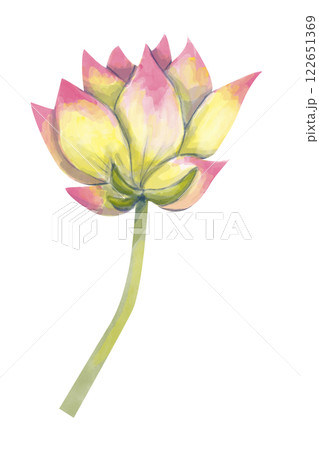 Watercolor Textured Lotus Flower Yellow and Pink on Green Stem, Vivid Textured Illustration for Print, Web and Textile Watercolor Textured Lotus Flower Yellow and Pink on Green Stem, Vivid Textured Illustration for Print, Web and Textile 122651369