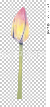 watercolor, lotus, flower 122651371