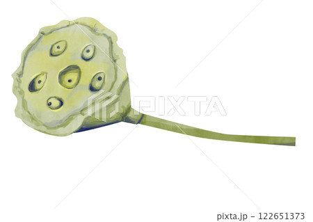 Watercolor Textured Lotus Seed Box, Vivid Textured Illustration for Print, Web and Textiles Watercolor Textured Lotus Seed Box, Vivid Textured Illustration for Print, Web and Textiles 122651373